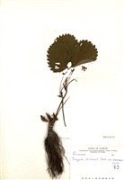 藏品(草莓)的圖片